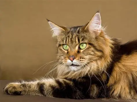 Maine Coon